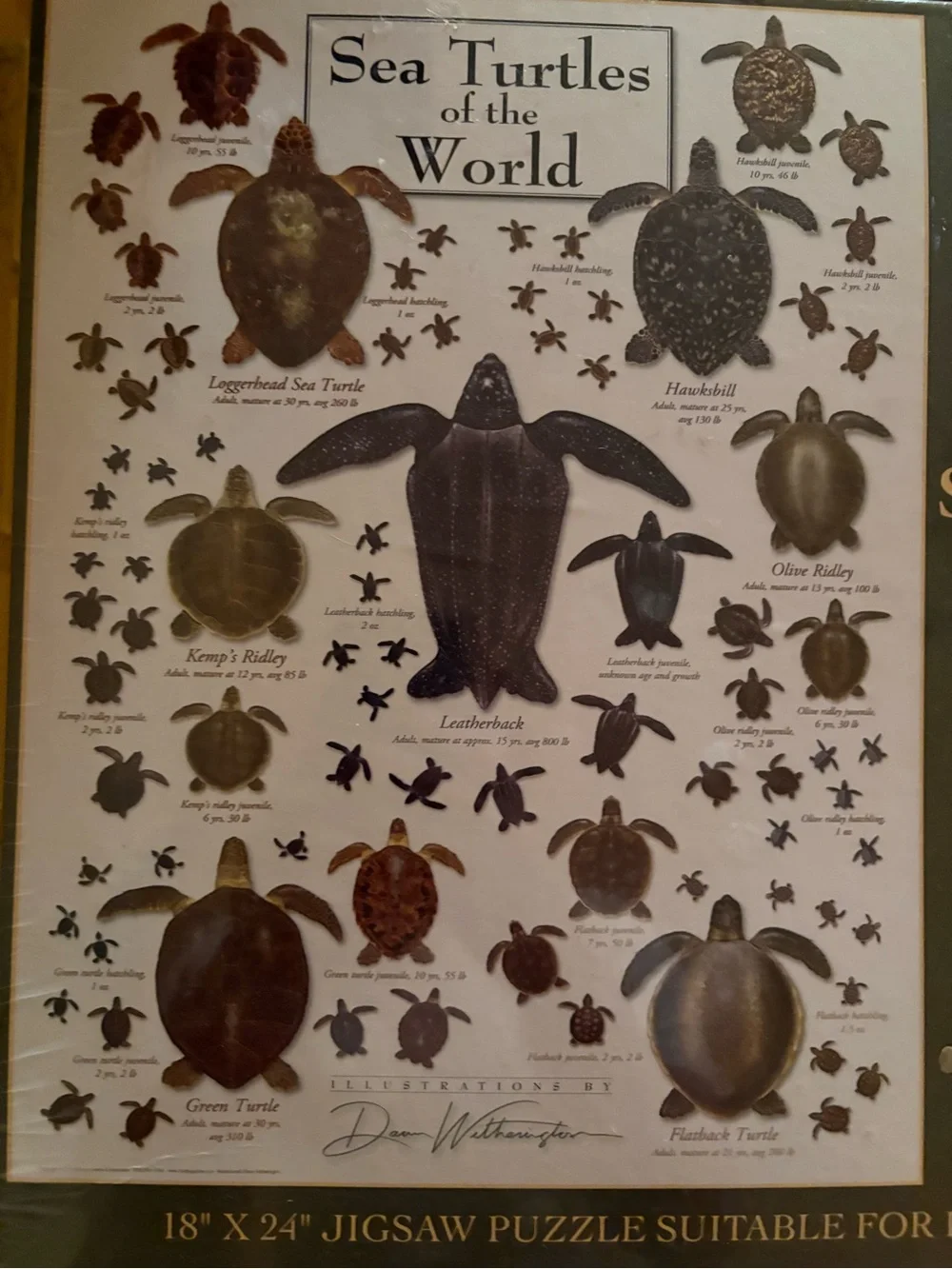 Heritage Sea Turtles Wall Art Print - Green and Brown